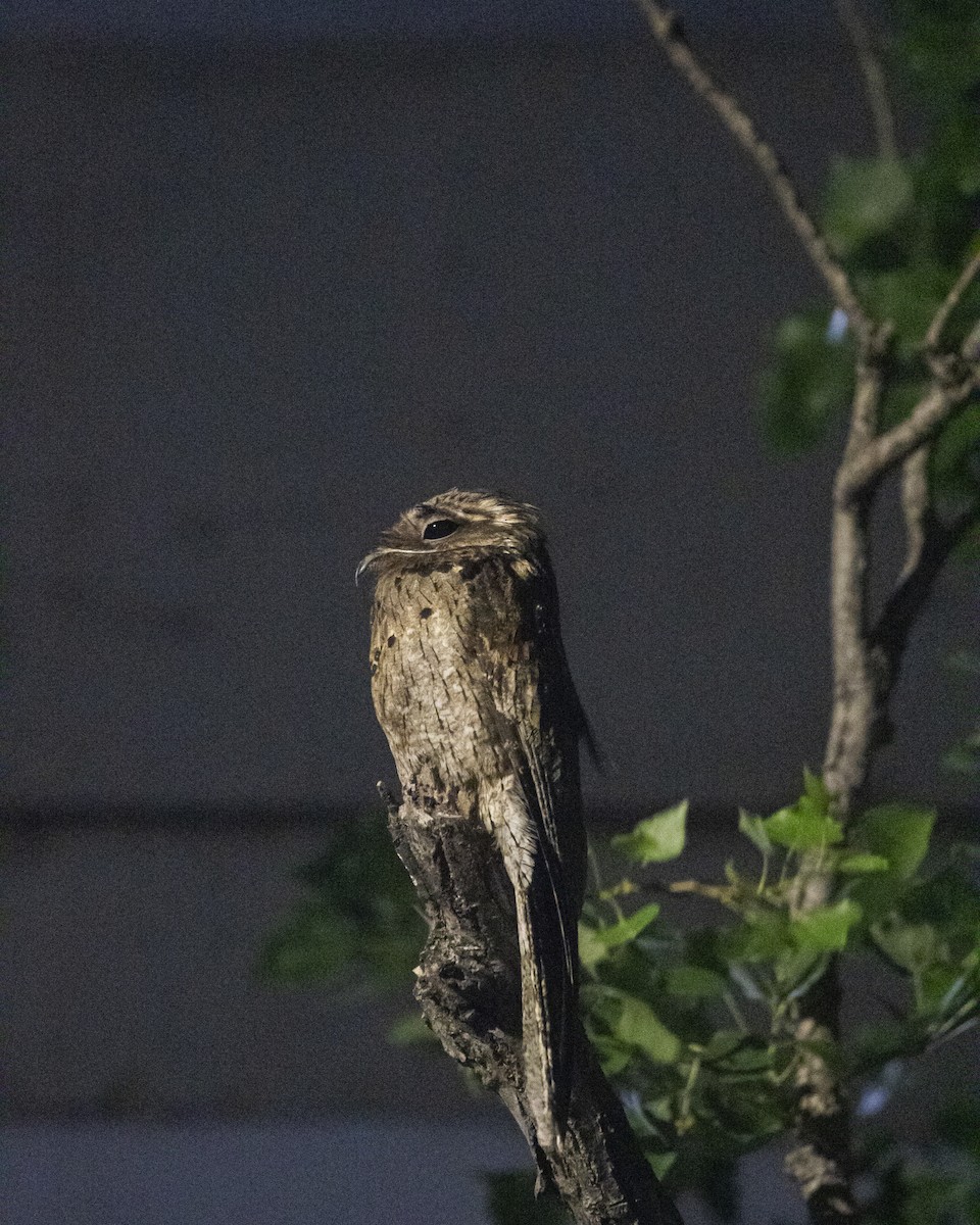Common Potoo - ML646142790