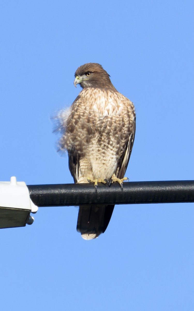 Red-tailed Hawk - ML646142791