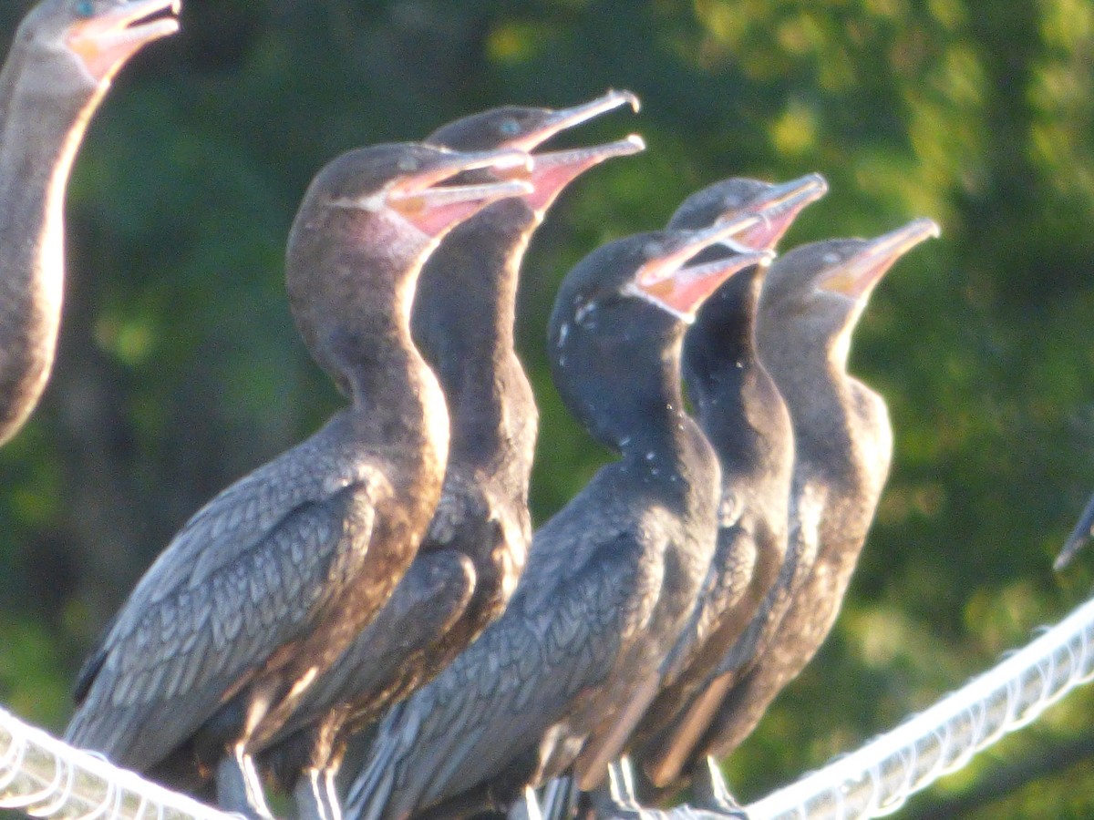 Neotropic Cormorant - ML646142796