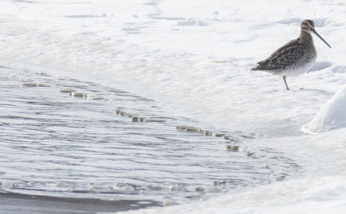 Wilson's Snipe - ML646142799
