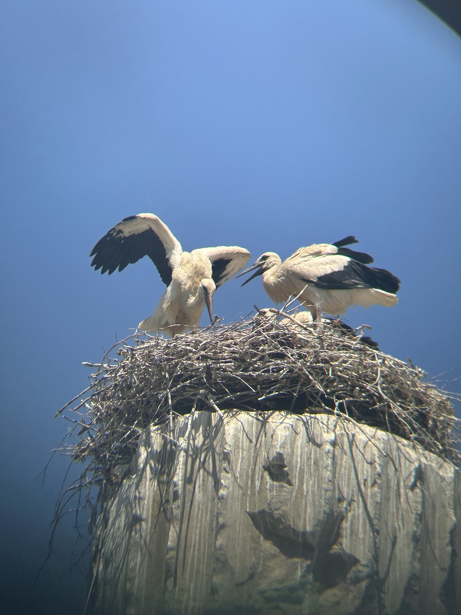 White Stork - ML646142800