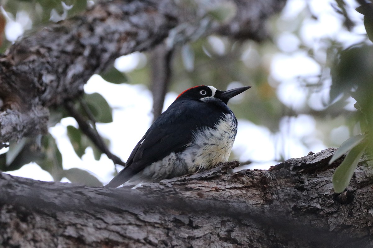 Acorn Woodpecker - ML646142803