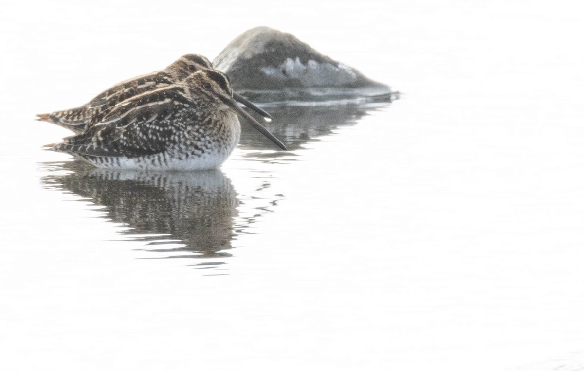 Wilson's Snipe - ML646142805