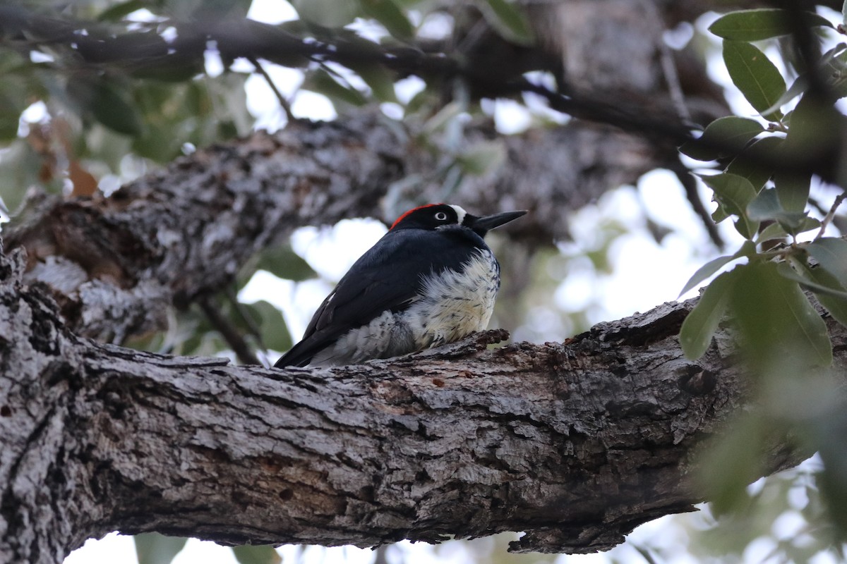 Acorn Woodpecker - ML646142806