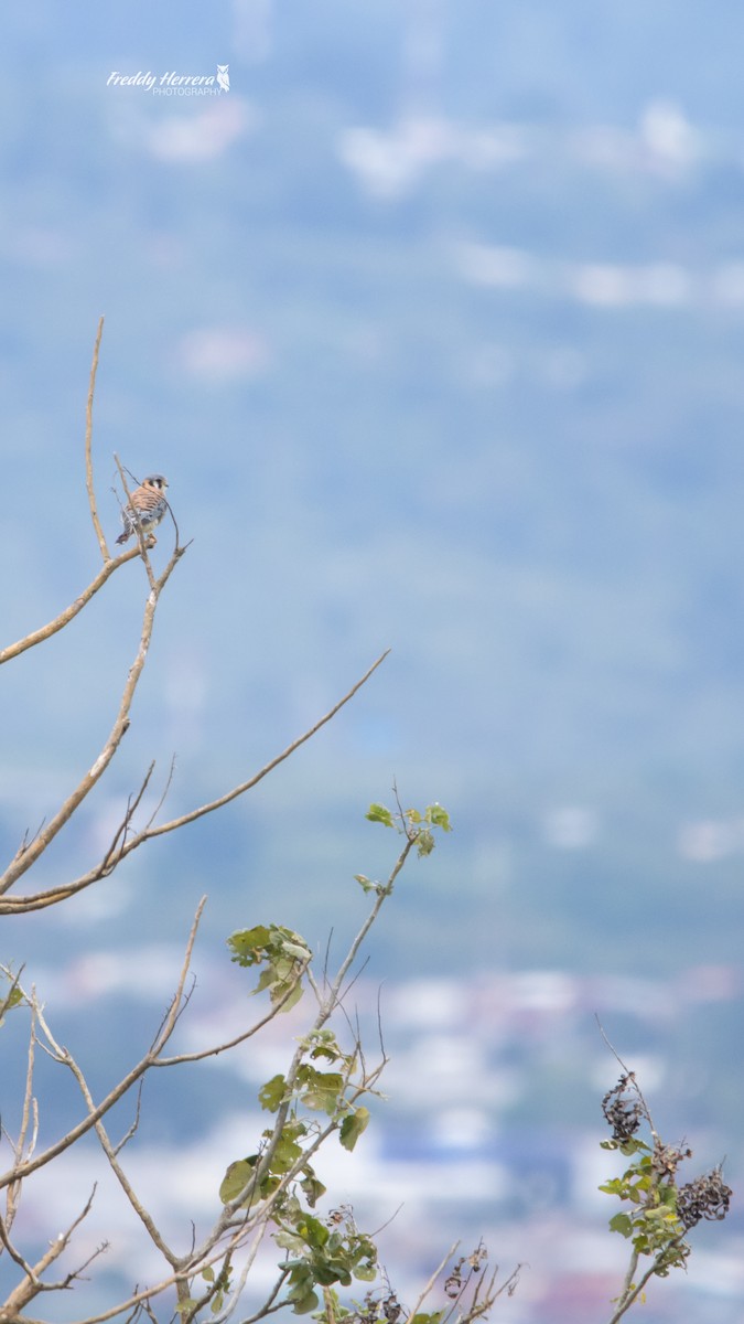 American Kestrel - ML646142810
