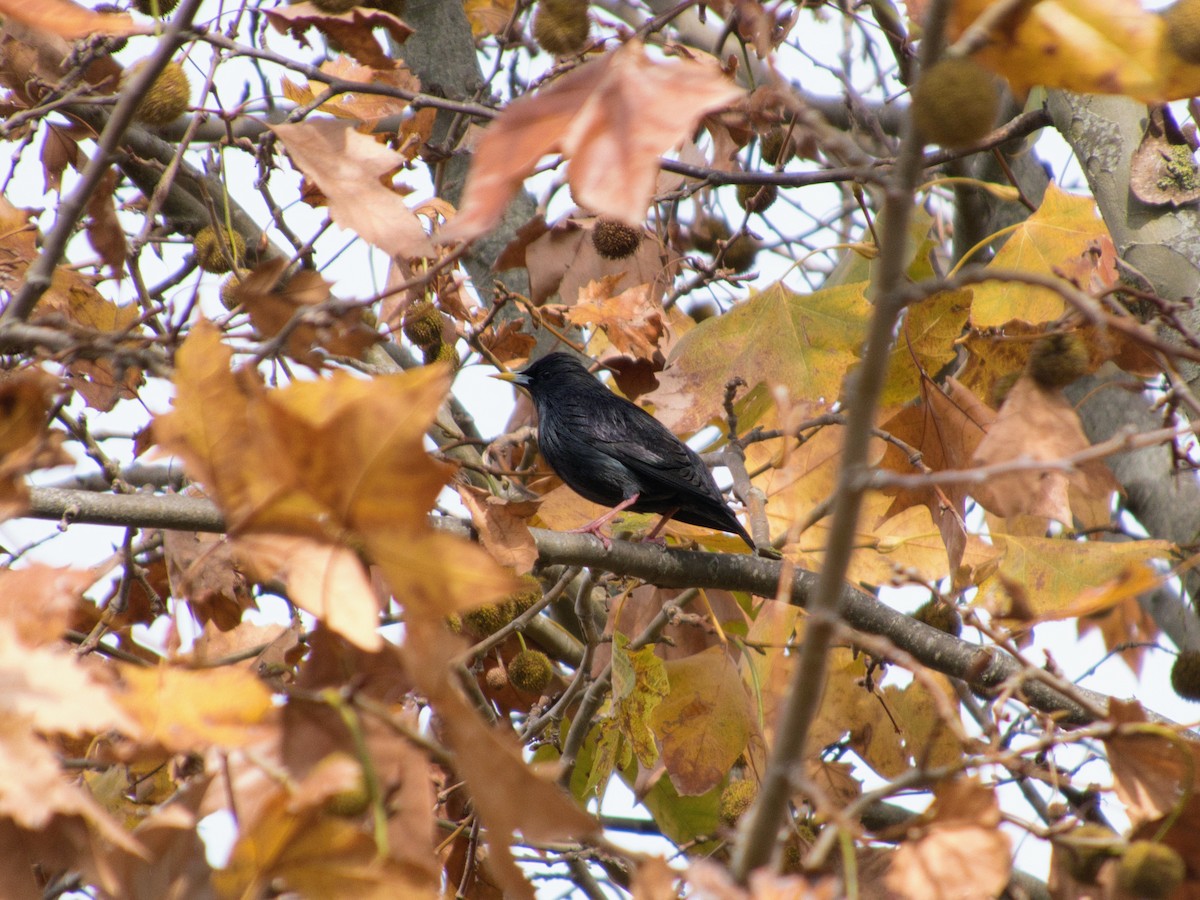 Spotless Starling - ML646142819