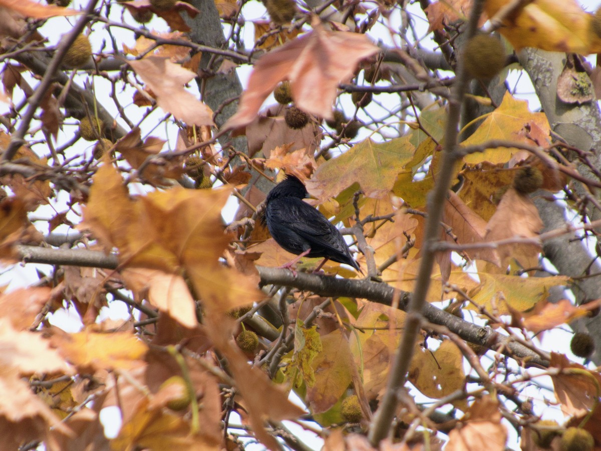 Spotless Starling - ML646142820