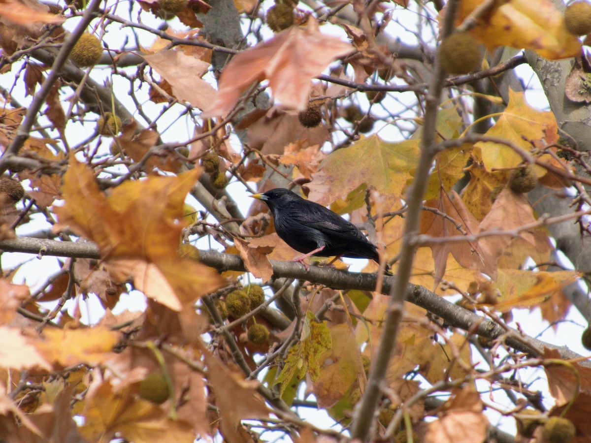 Spotless Starling - ML646142821