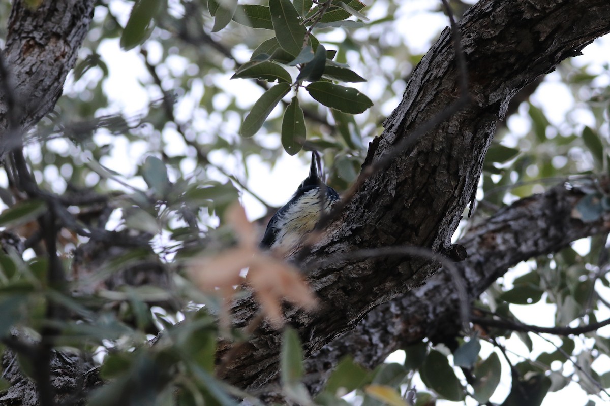 Acorn Woodpecker - ML646142823