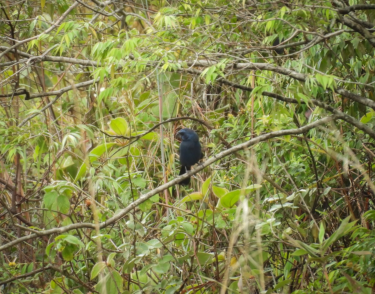 Ultramarine Grosbeak - ML646142827