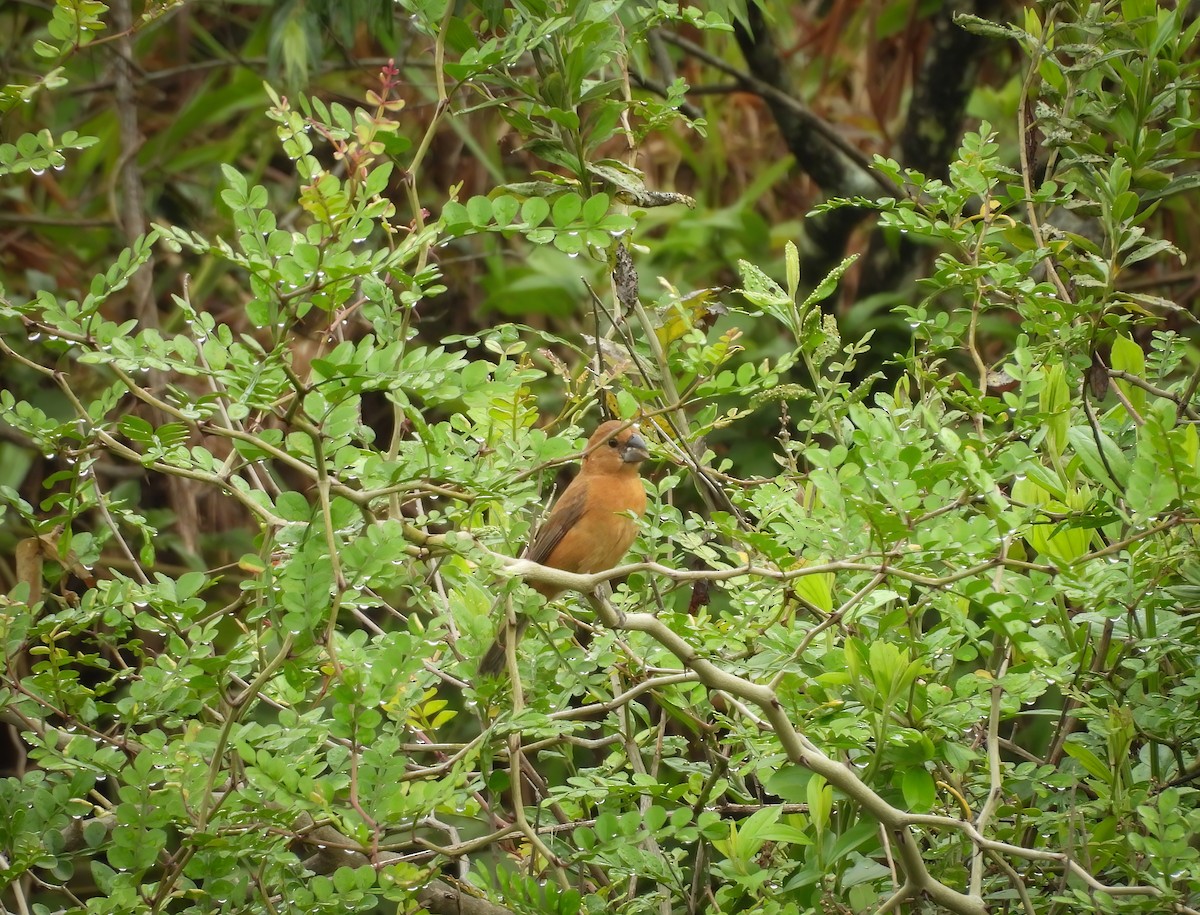 Ultramarine Grosbeak - ML646142828