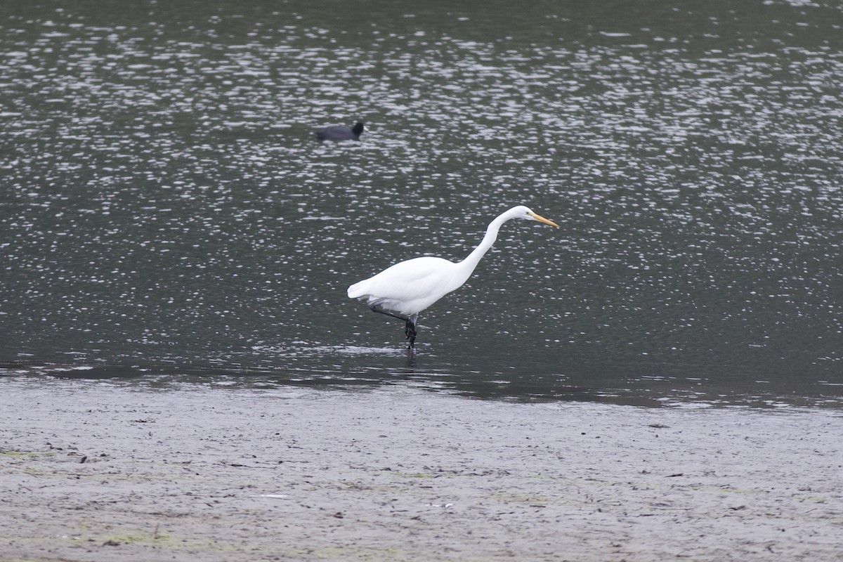 volavka bílá - ML646142830