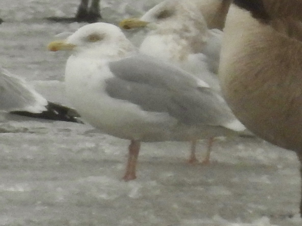 gull sp. - ML646142831