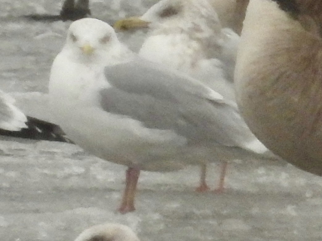gull sp. - ML646142832