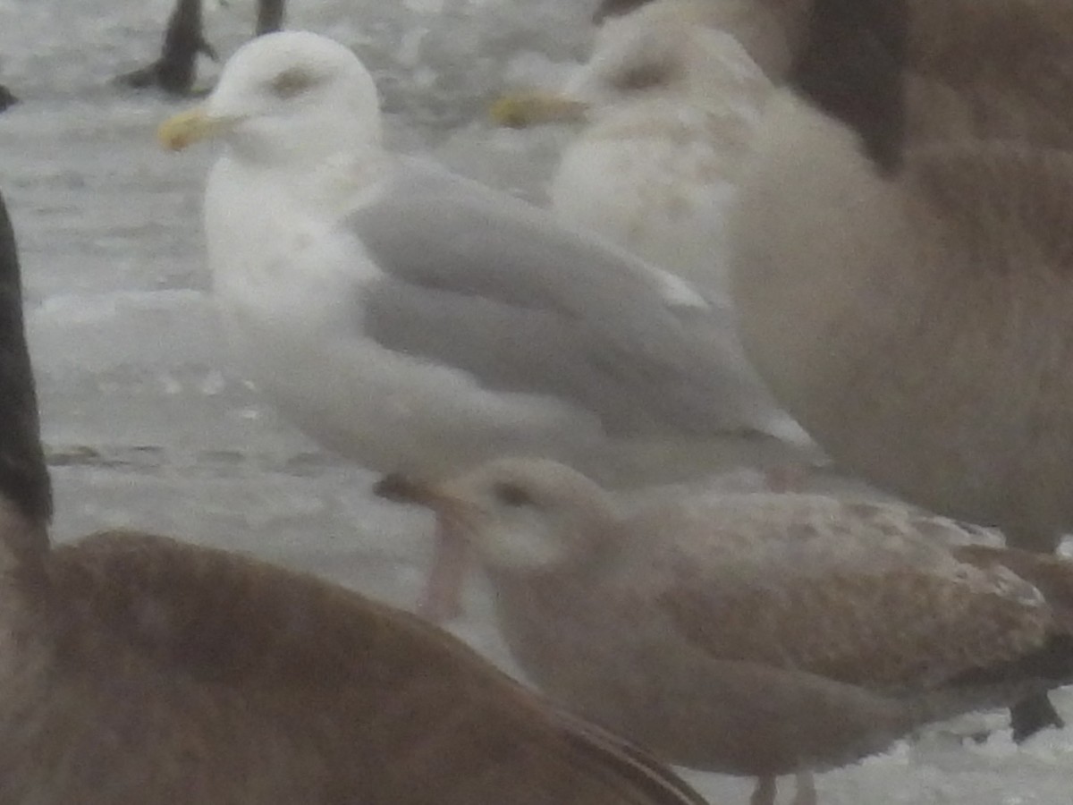 gull sp. - ML646142833