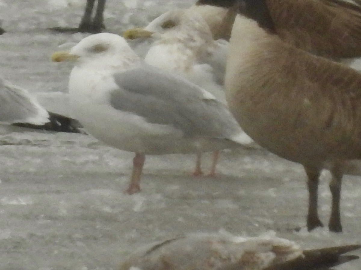 gull sp. - ML646142834