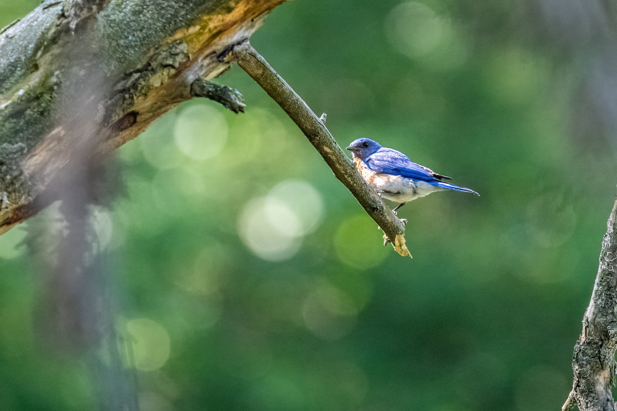 Eastern Bluebird - ML646142835