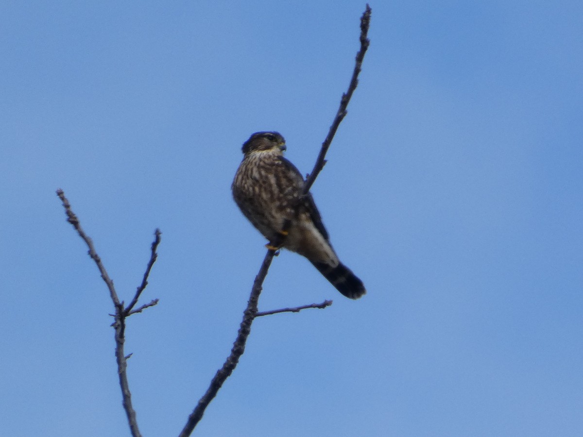 Merlin - ML646142836