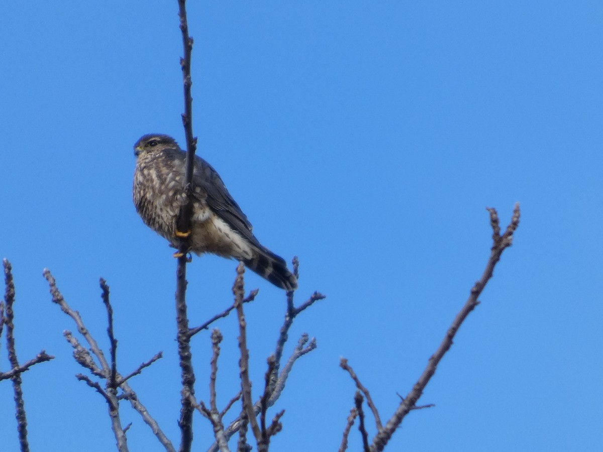 Merlin - ML646142837