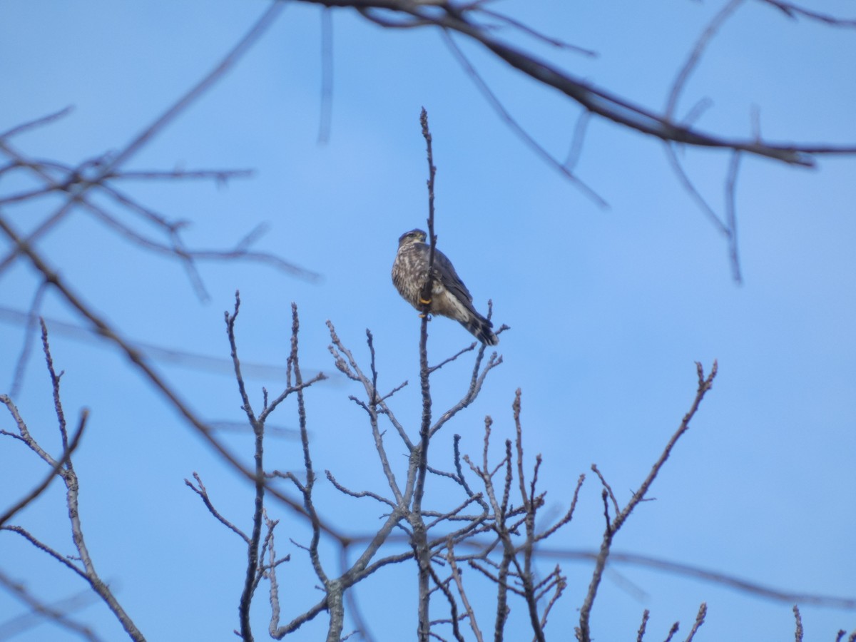 Merlin - ML646142838