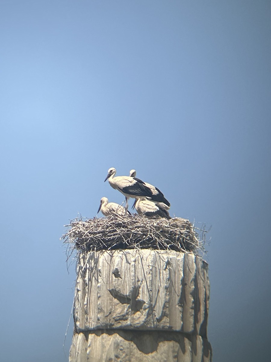 White Stork - ML646142840