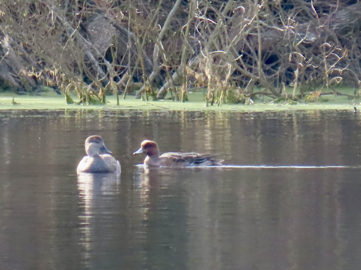 Fischione - ML646142846