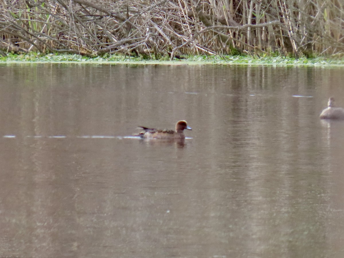 Fischione - ML646142847