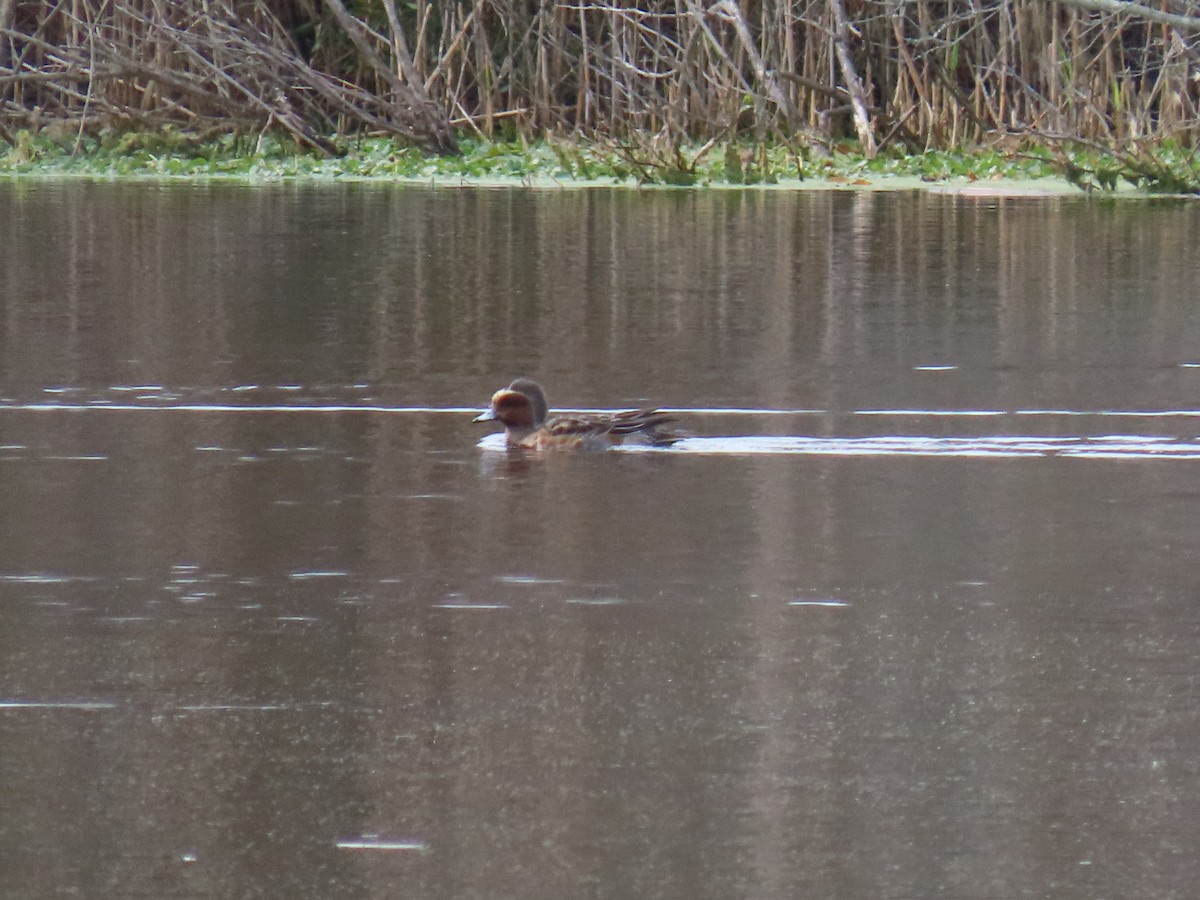 Fischione - ML646142848