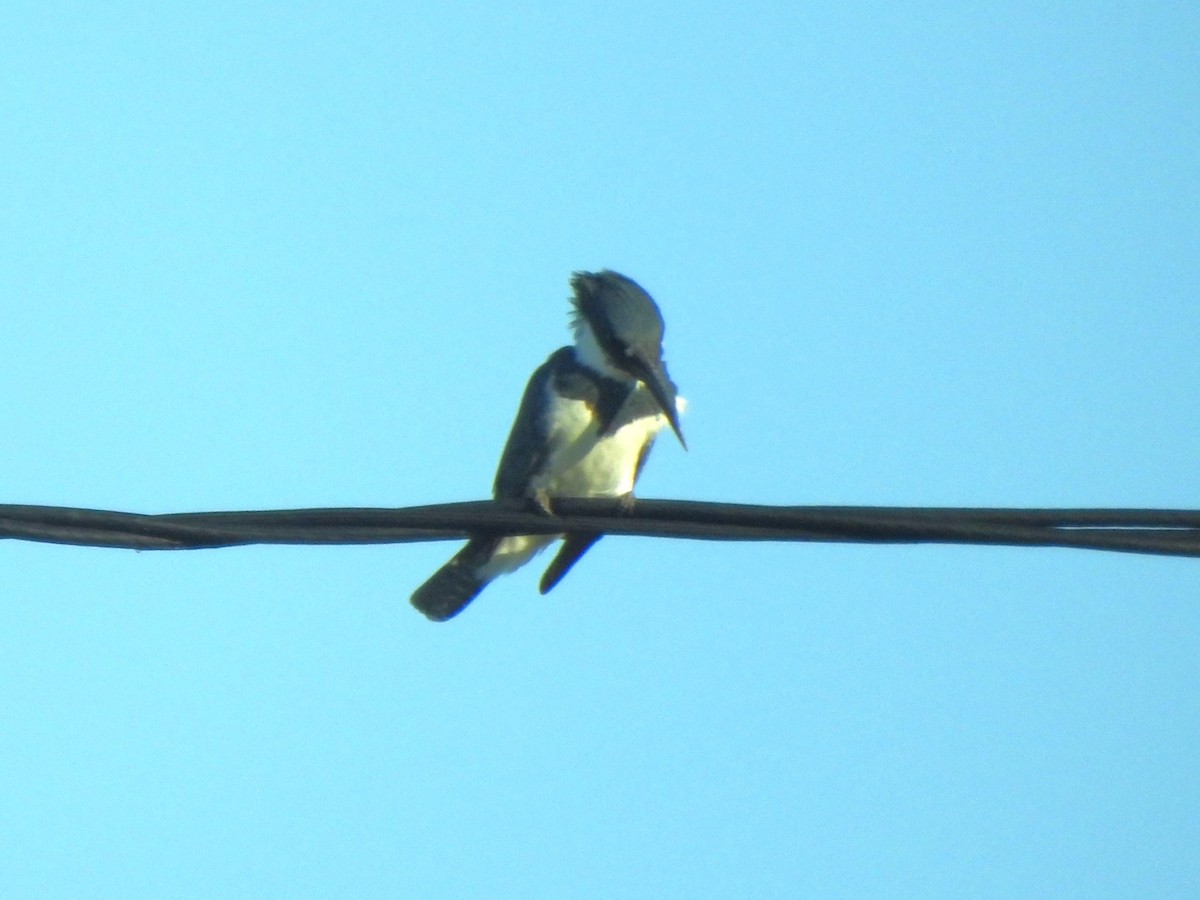 Belted Kingfisher - ML646142849