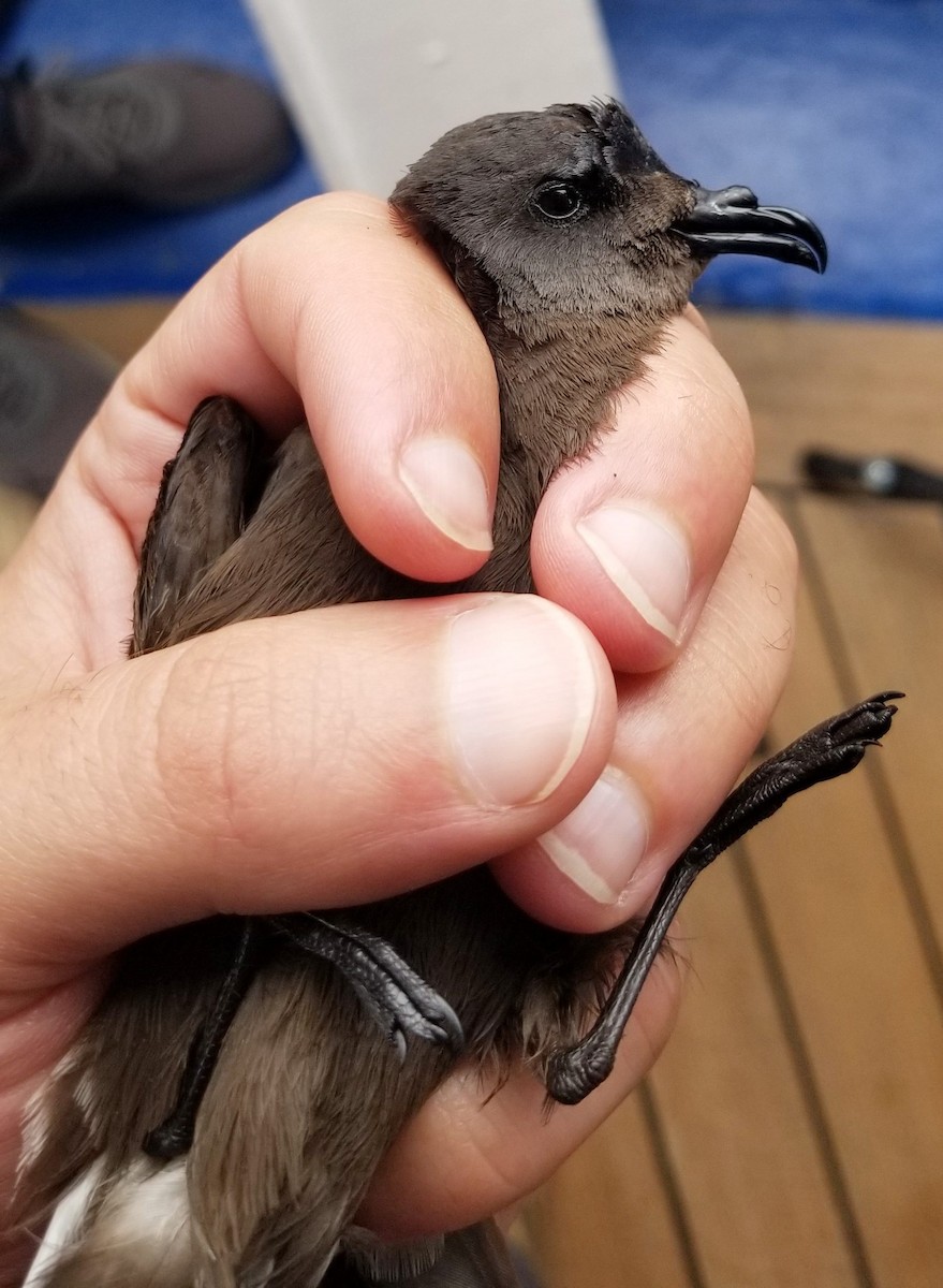 コシジロウミツバメ - ML646142850