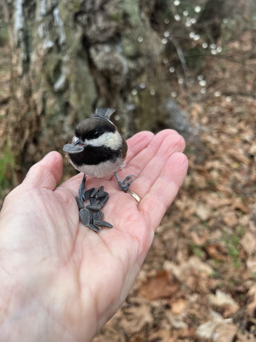 Chestnut-backed Chickadee - ML646142851