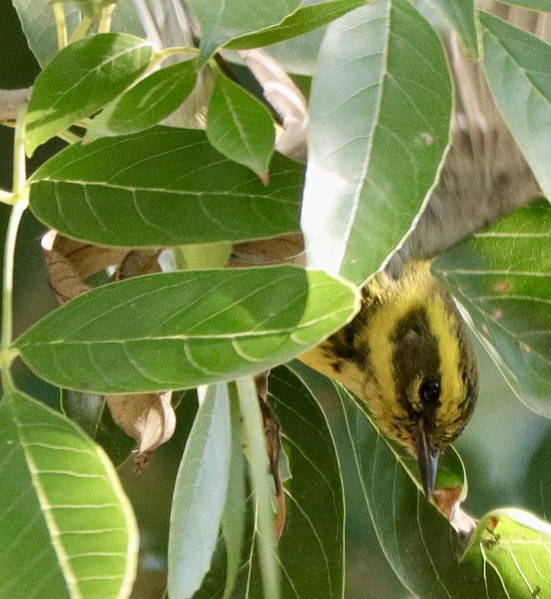 Townsend's Warbler - ML646142853