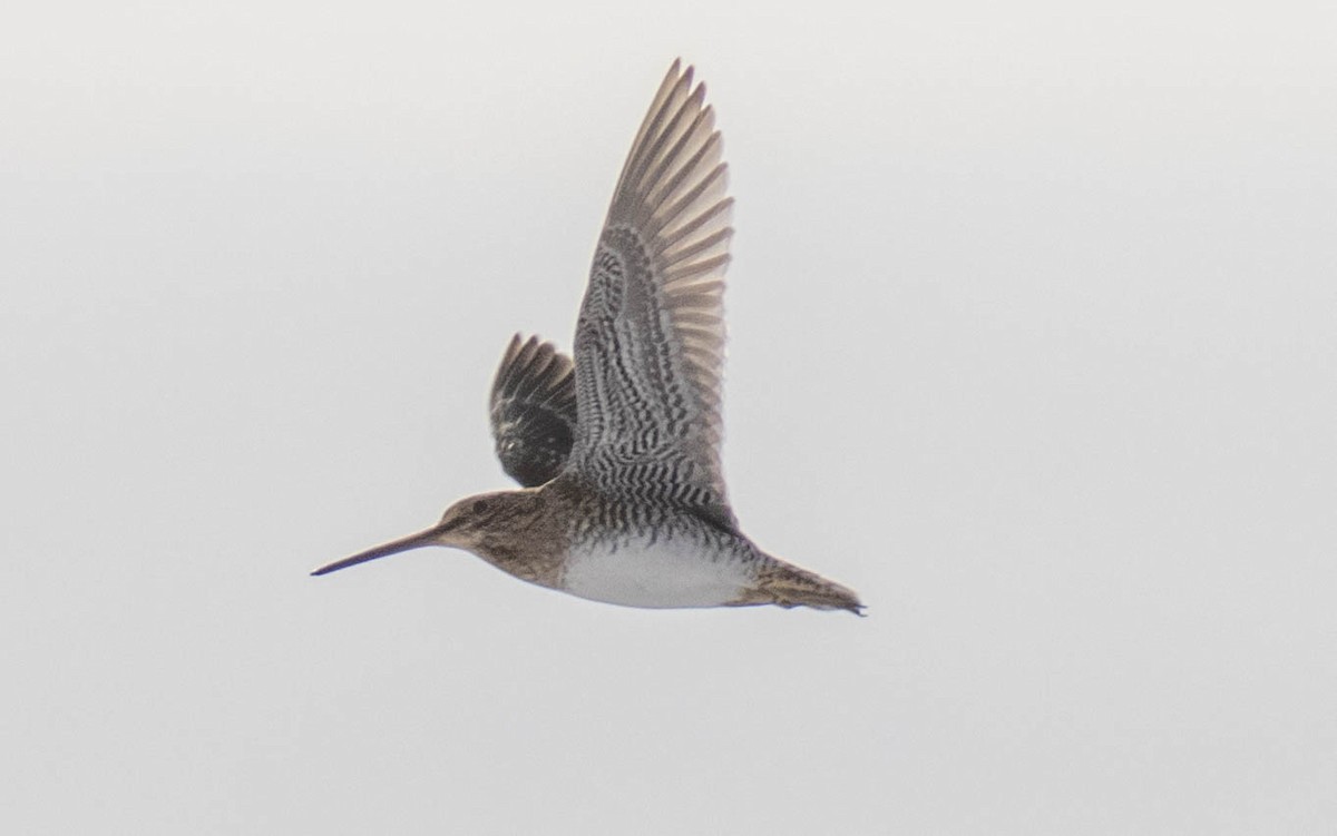 Wilson's Snipe - ML646142855