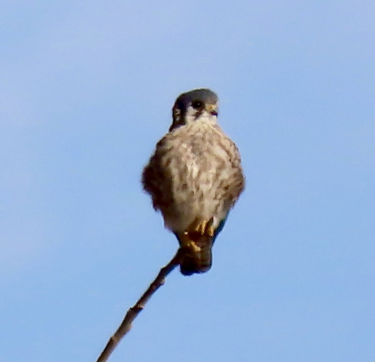 poštolka pestrá - ML646142863