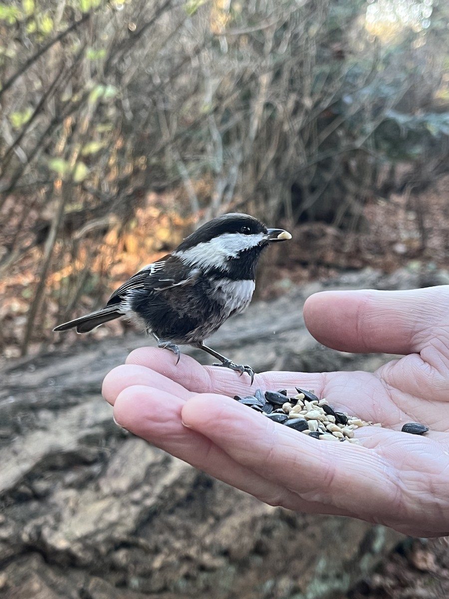 Chestnut-backed Chickadee - ML646142864