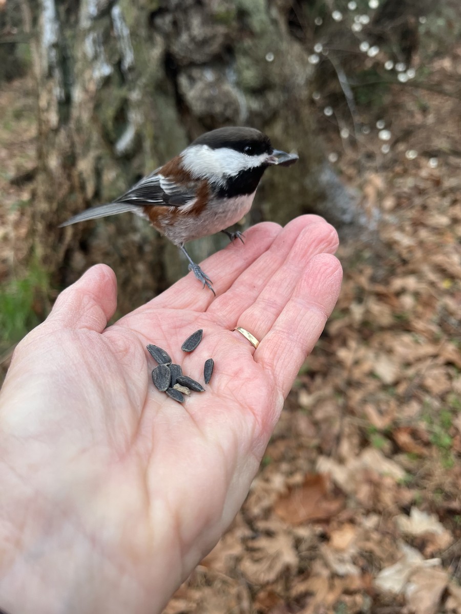 Chestnut-backed Chickadee - ML646142873