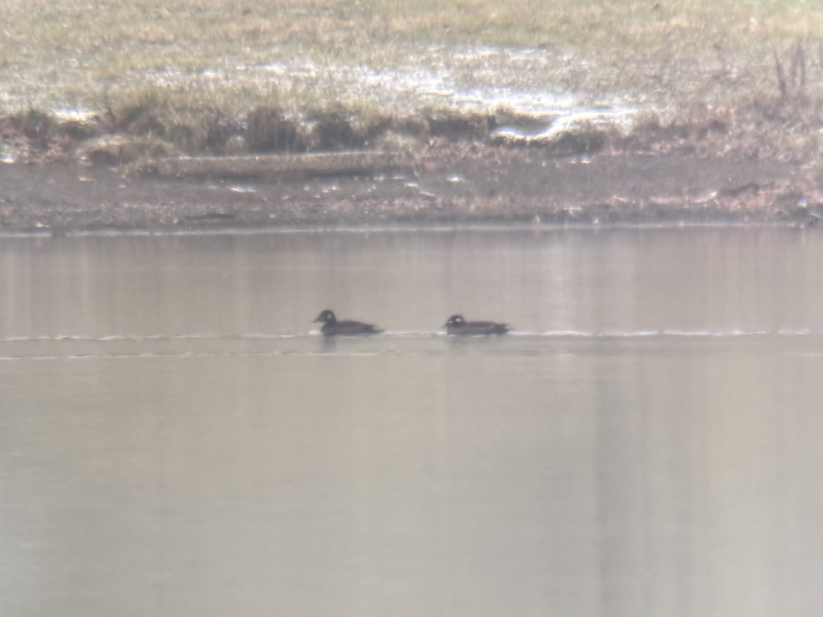 White-winged Scoter - ML646142883
