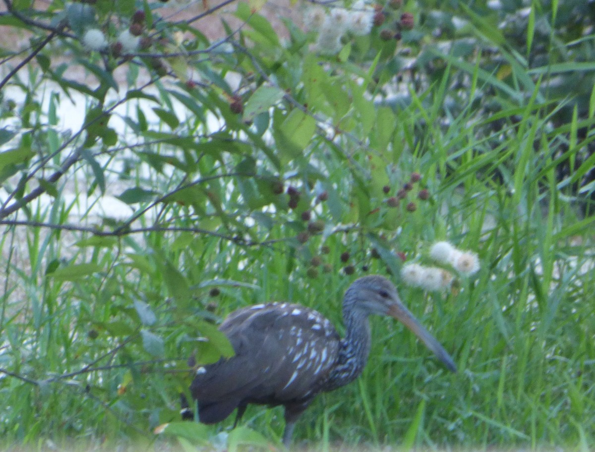 Rallenkranich - ML646142885