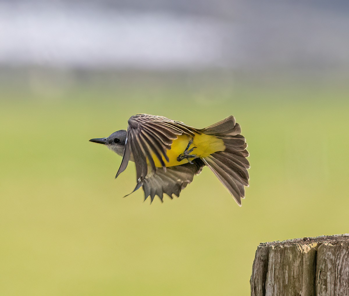 Tropical Kingbird - ML646142887