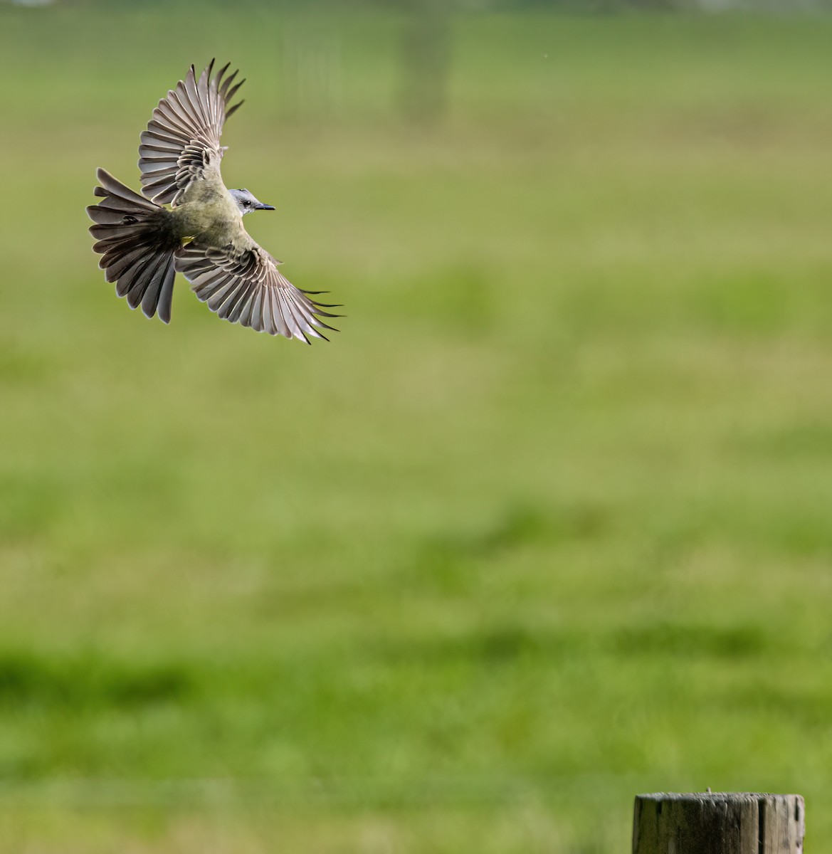 Tropical Kingbird - ML646142888