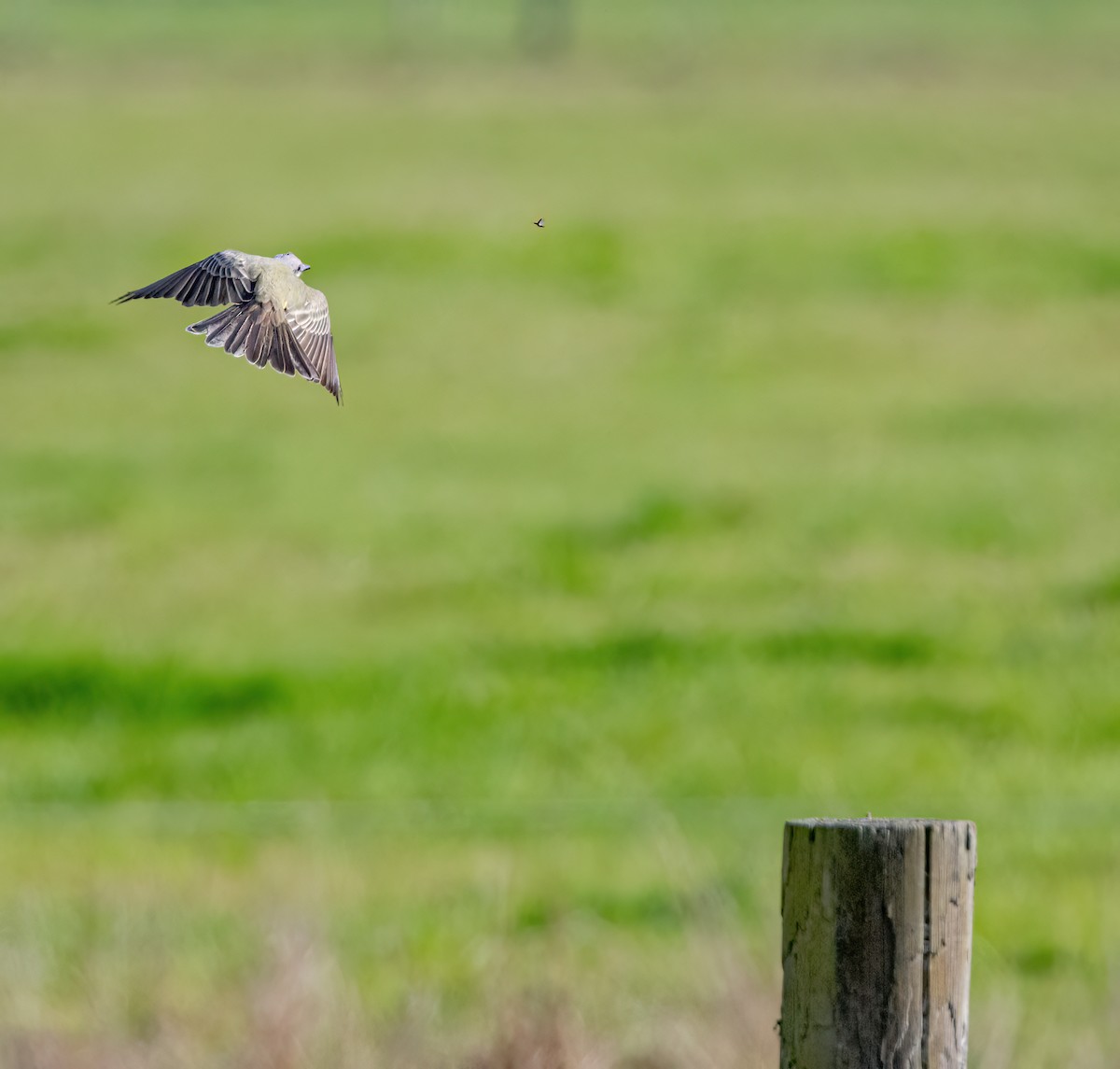 Tropical Kingbird - ML646142889