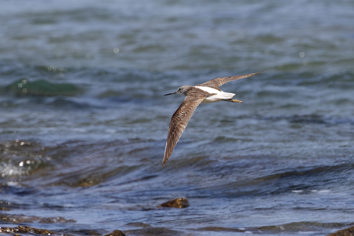 Grünschenkel - ML646142890