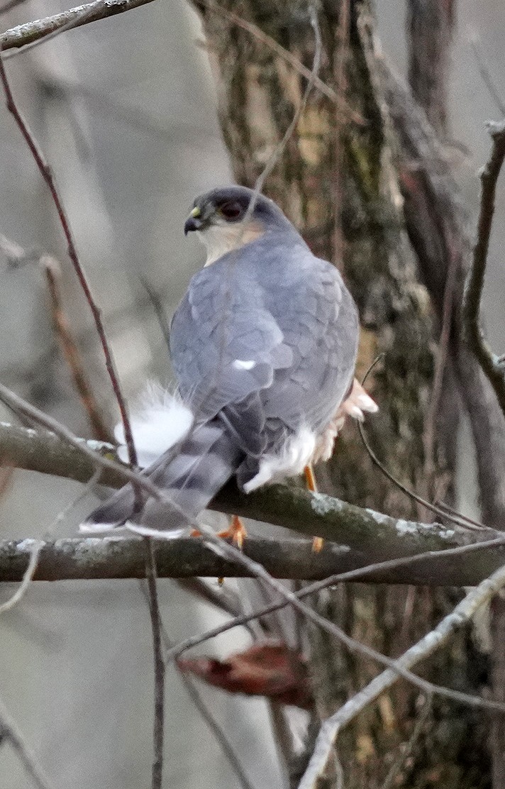 Rundschwanzhabicht - ML646142891