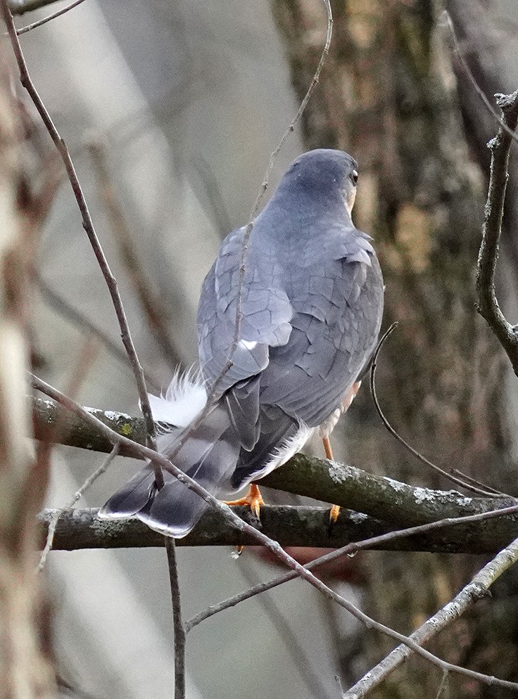 Rundschwanzhabicht - ML646142892