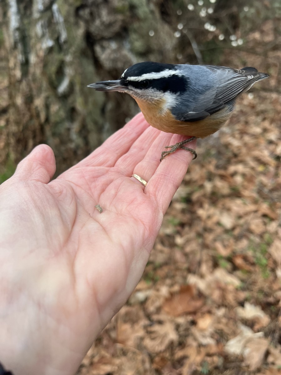 Rotbrustkleiber - ML646142893