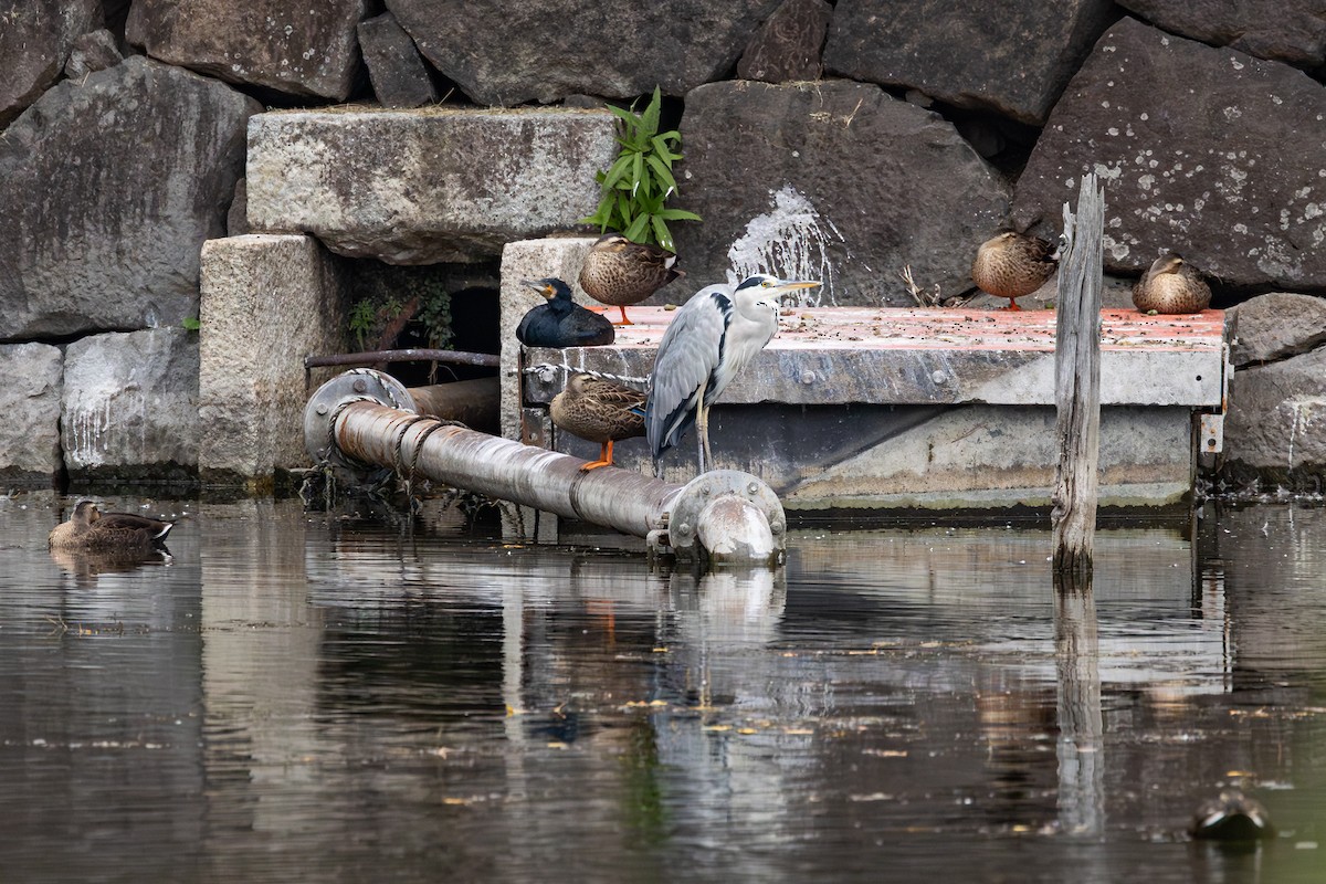 Graureiher - ML646142894