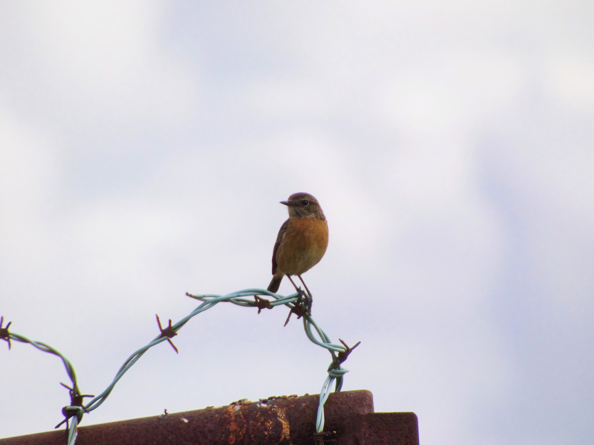 Schwarzkehlchen - ML646142896