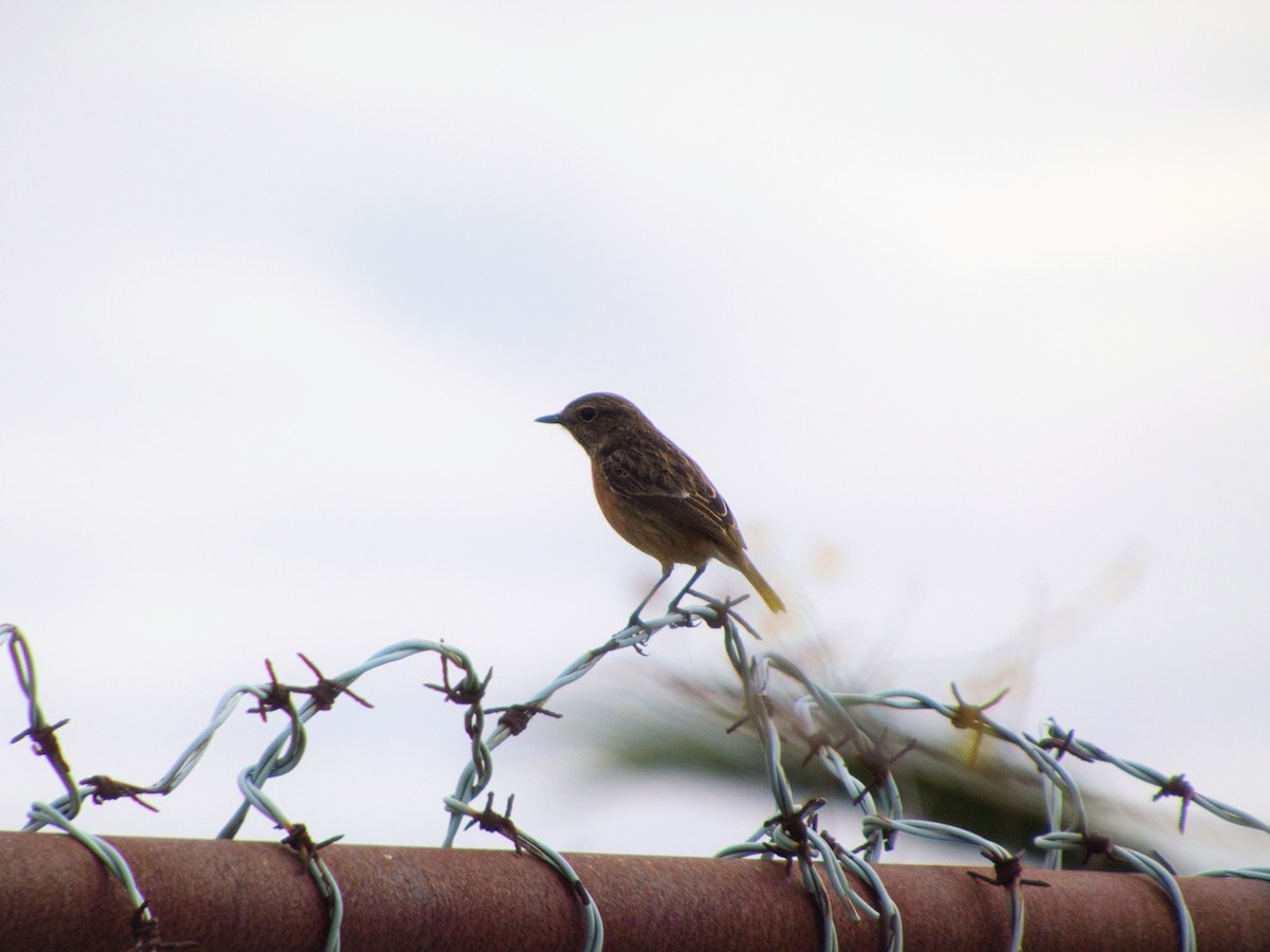 Schwarzkehlchen - ML646142897