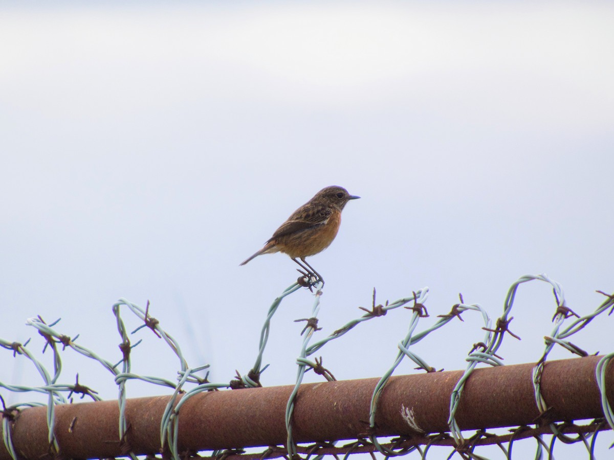 Schwarzkehlchen - ML646142898