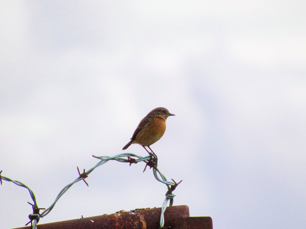 Schwarzkehlchen - ML646142899